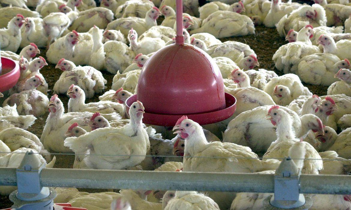 Ocorrência da doença foi detectada em granja comercial em Montenegro, no Rio Grande do Sul 