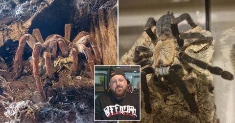 Colecionador de tarântulas
