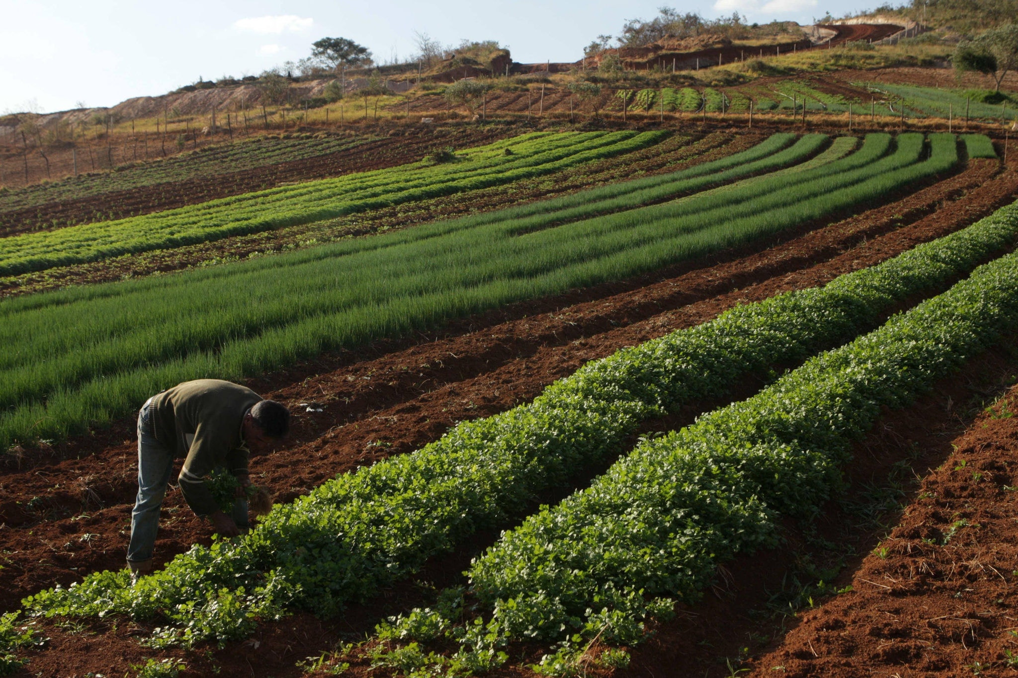 DEN_AGRICULTURA014jpg