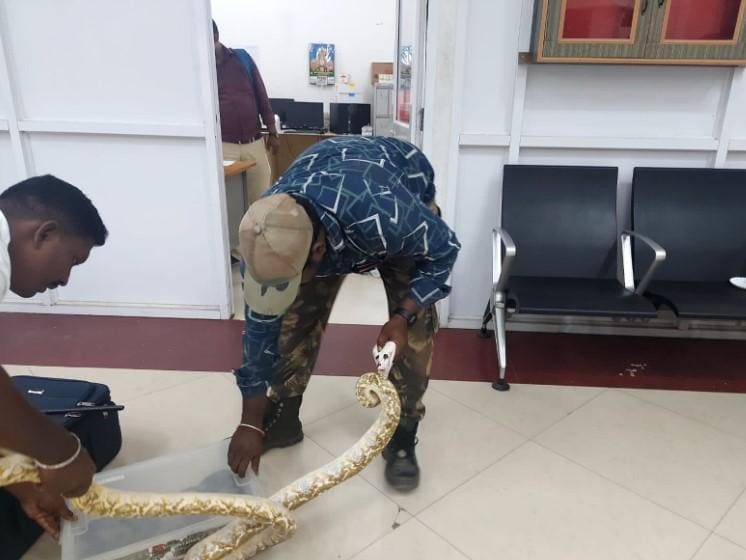 Mulher presa aeroporto Índia 22 cobras camaleão