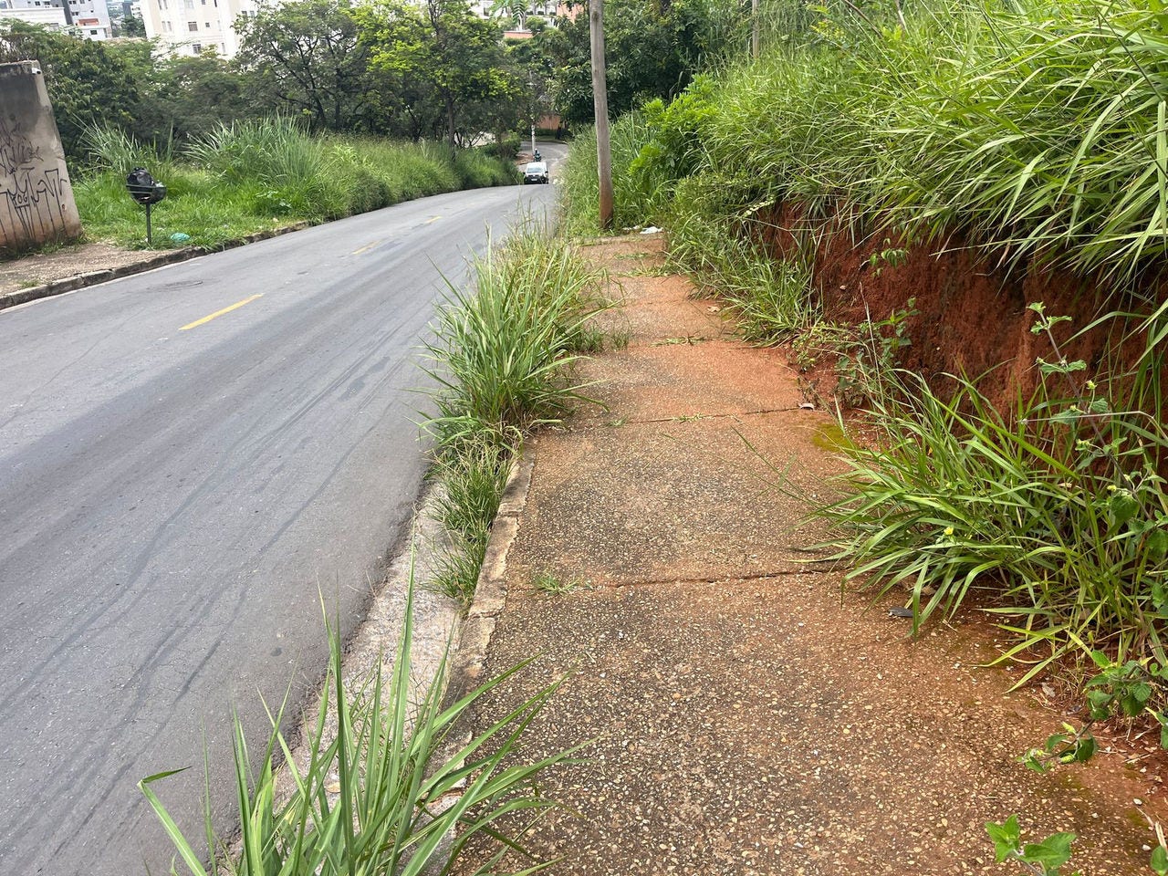 Nos pontos onde a calçada existe, o mato ja invade boa parte do passeio.