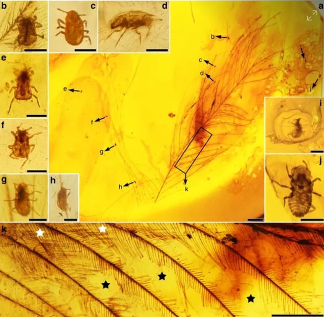 Âmbar com amostras de Mesophthirus engeli