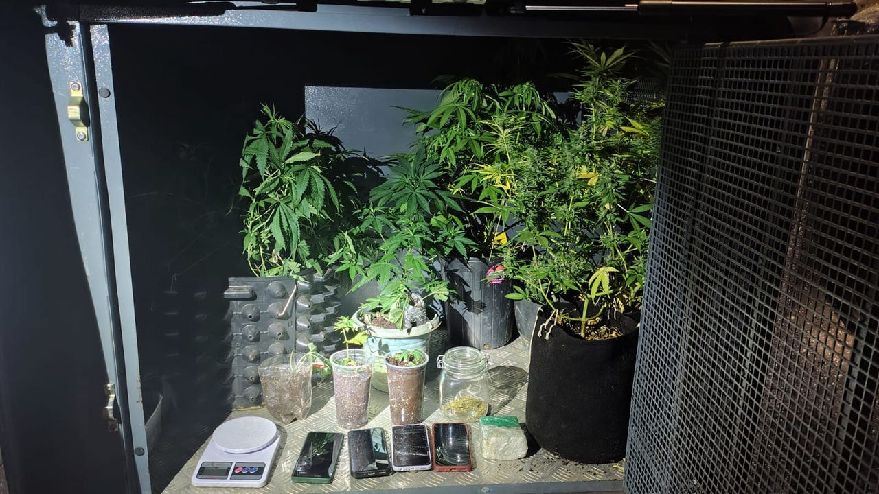 Plantação de maconha apreendida durante operação policial em MG