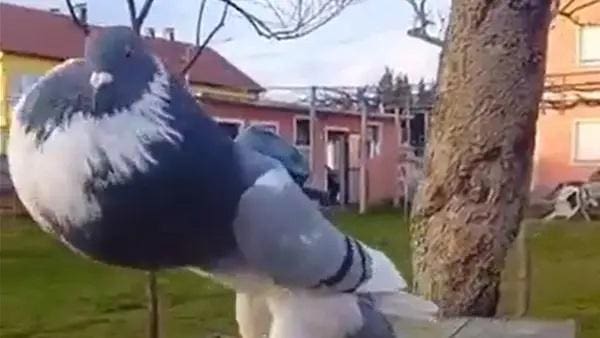 Pombo Mutante