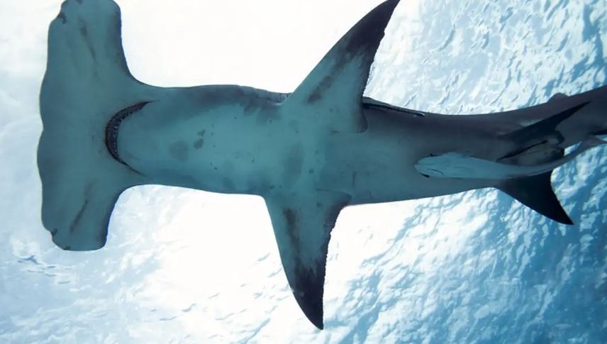 Pesquisadores de ponta estão trabalhando no mundo todo para reduzir a quantidade de ataques de tubarões. No Brasil, há várias espécies que se encaixam na lista vermelha de espécies mais ameaçadas no mundo
