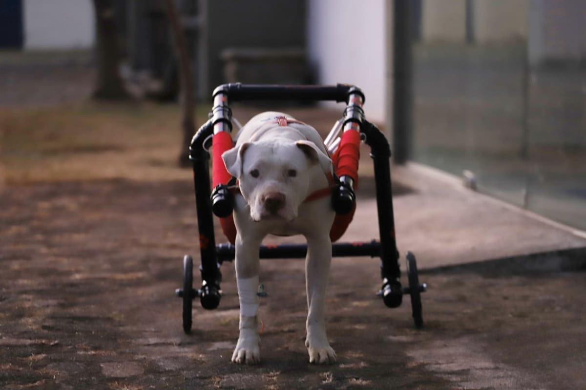 Cão recebeu uma doação de cadeira de rodas