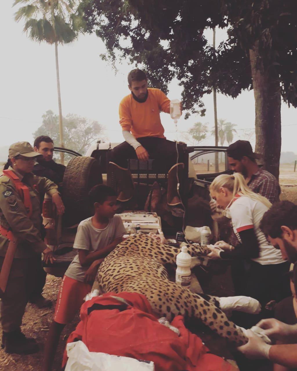 Voluntários do Grad conseguiram resgatar uma onça no Pantanal
