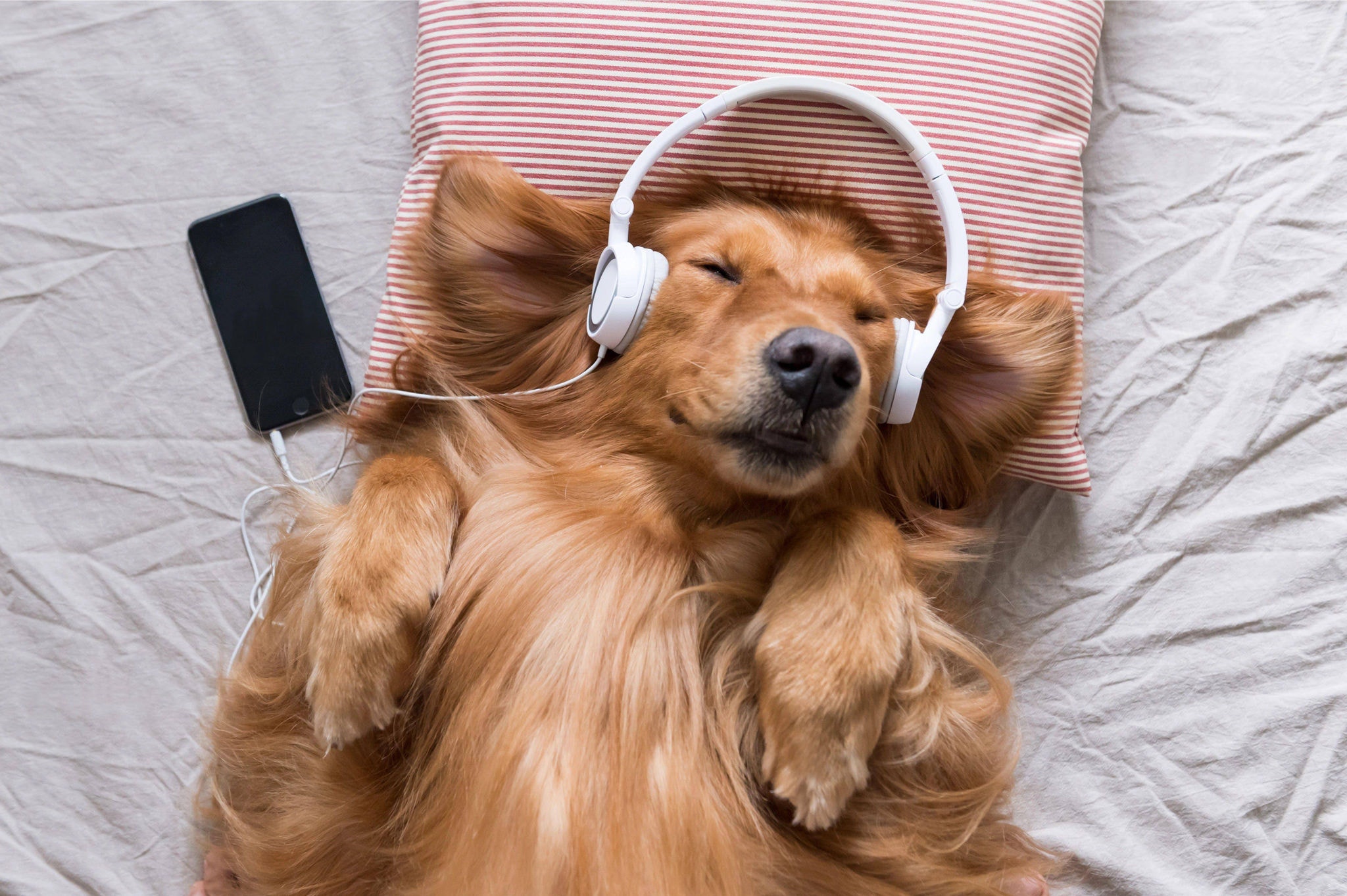 Além das playlists musicais, Spotify lançou, no Reino Unido, podcasts para cães