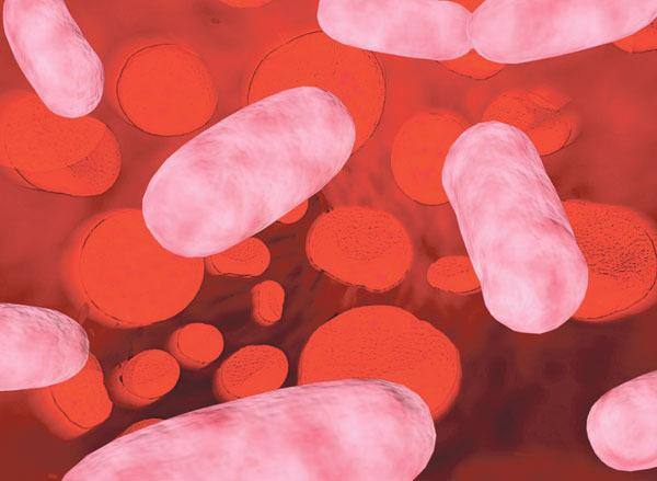 Comum A bactéria Ecoli é encontrada no intestino humano e transforma o açúcar que absorve em gordura