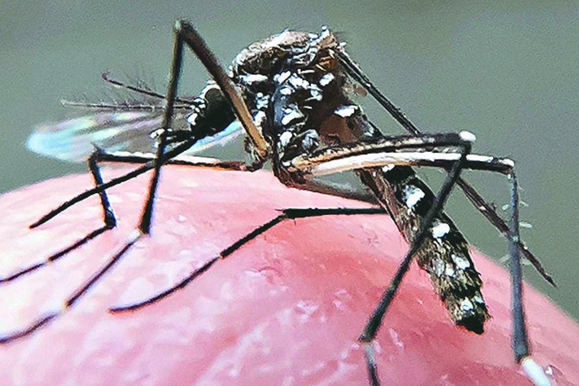 O Aedes aegypti transmite dengue, zika vírus e chikungunya