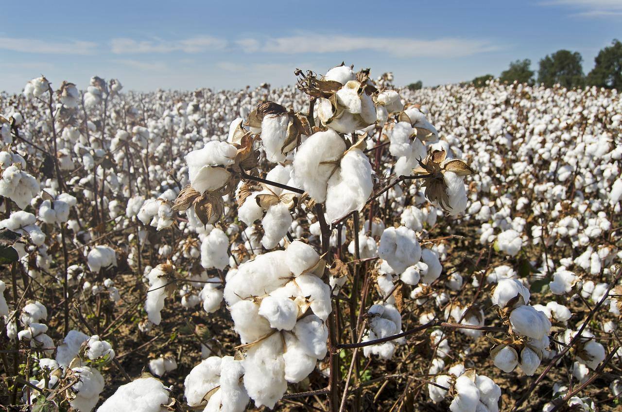 A produção de algodão do País deve fechar o ano entre 13% e 19% maior do que a anterior