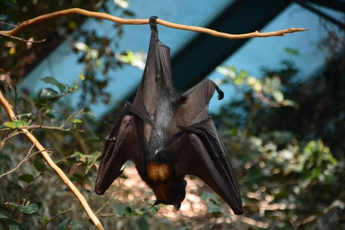 Especialistas orientam população a não tocar em morcegos e chamar Zoonoses