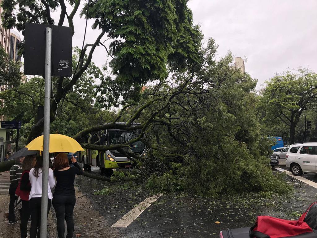 Árvore cai sobre carro e ônibus na rua Professor Moraes