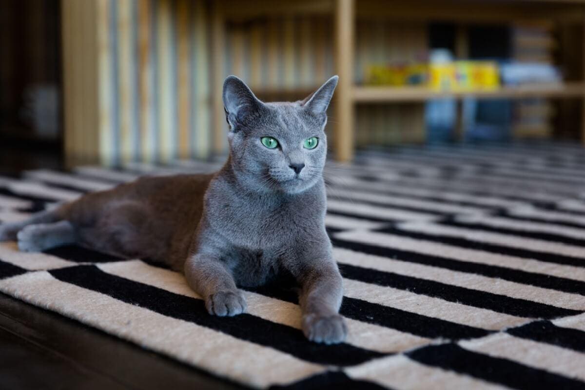 Esta preferência lateral está diretamente ligada à organização cerebral dos felinos