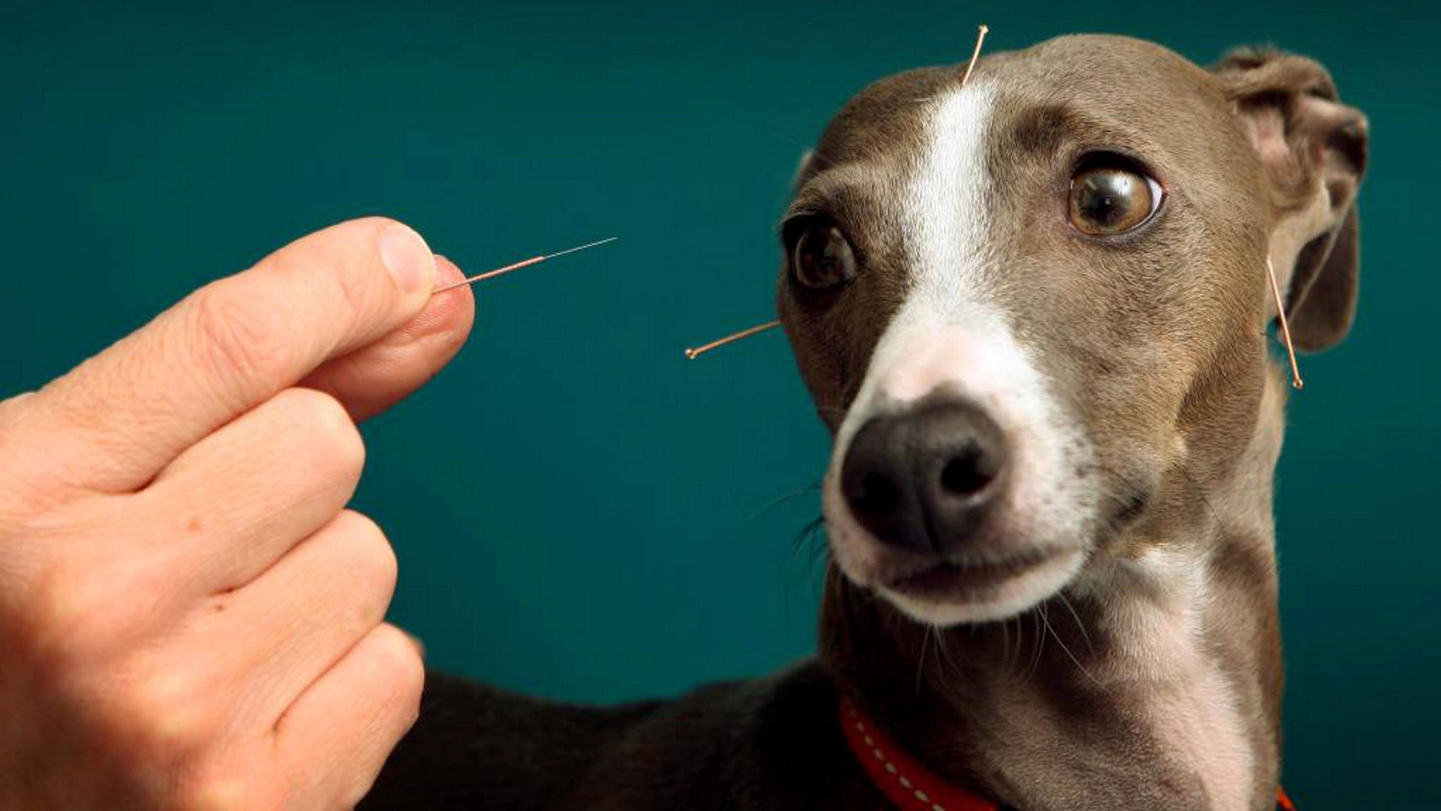 Acupuntura em pets
