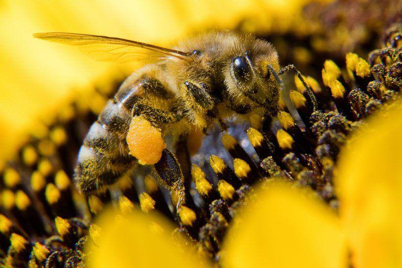 A bee collects pollen from a sunflower on September 2, 2019 in Springe near Hanover, northern Germany. (Photo by Julian Stratenschulte / dpa / AFP) / Germany OUT

Uma abelha coleta pólen de um girassol em 2 de setembro de 2019 em Springe, perto de Hanover, norte da Alemanha.
Julian Stratenschulte / dpa / AFP