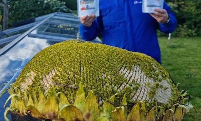 Cabeça de girassol mais pesada do mundo quebra recorde com quase 6,5 Kg