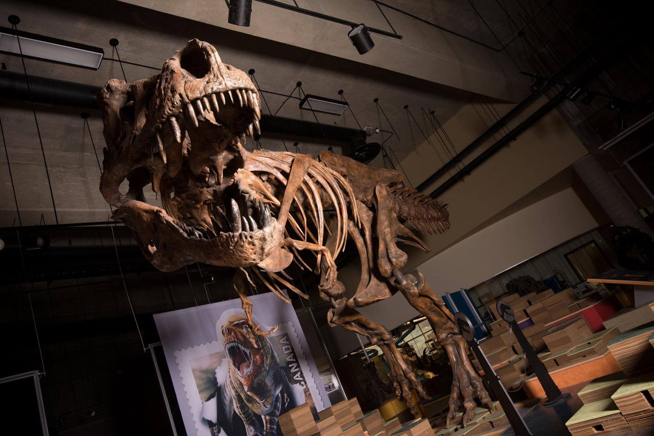 TRex
