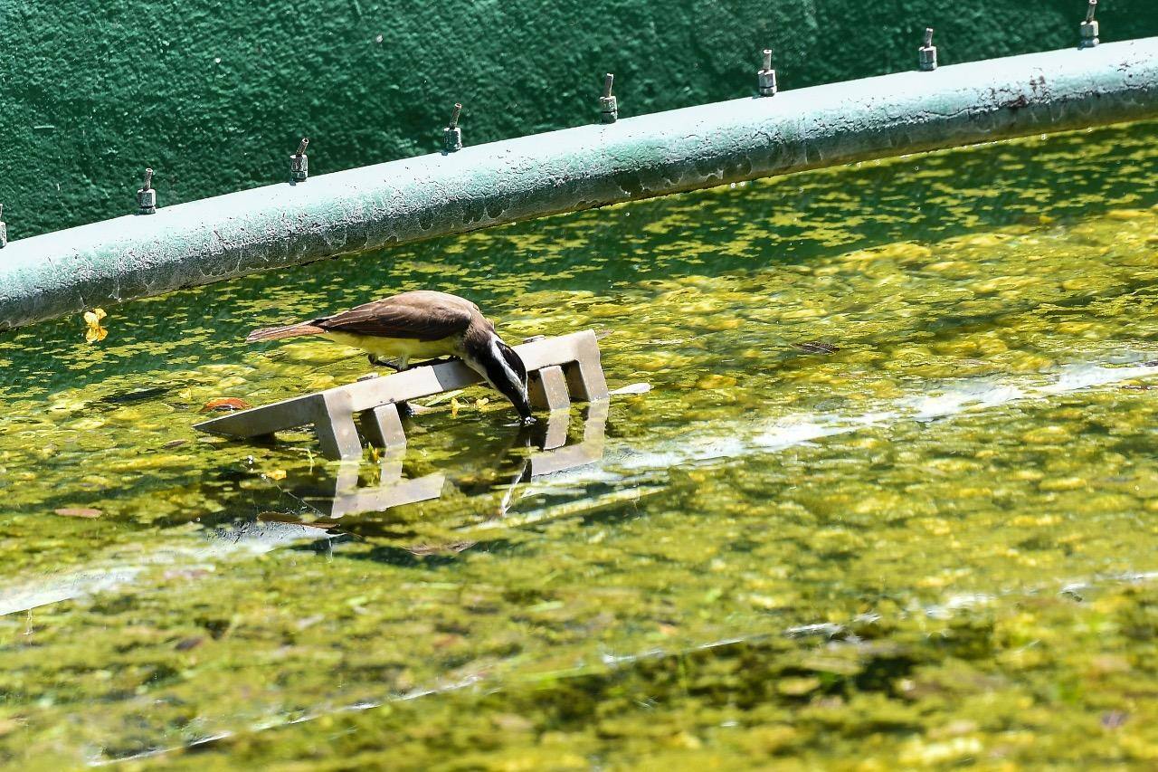 Termômetros devem ficar em 28ºC