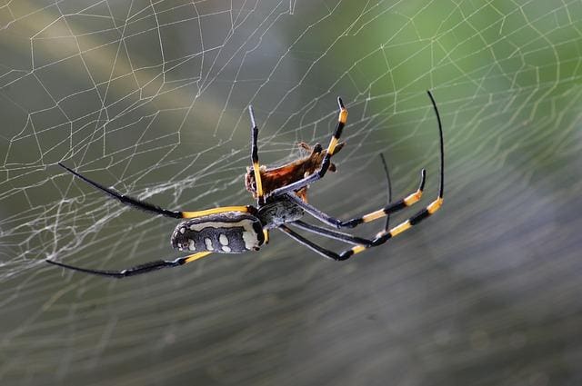 Aranha é ameaçada de morte por homem na Austrália