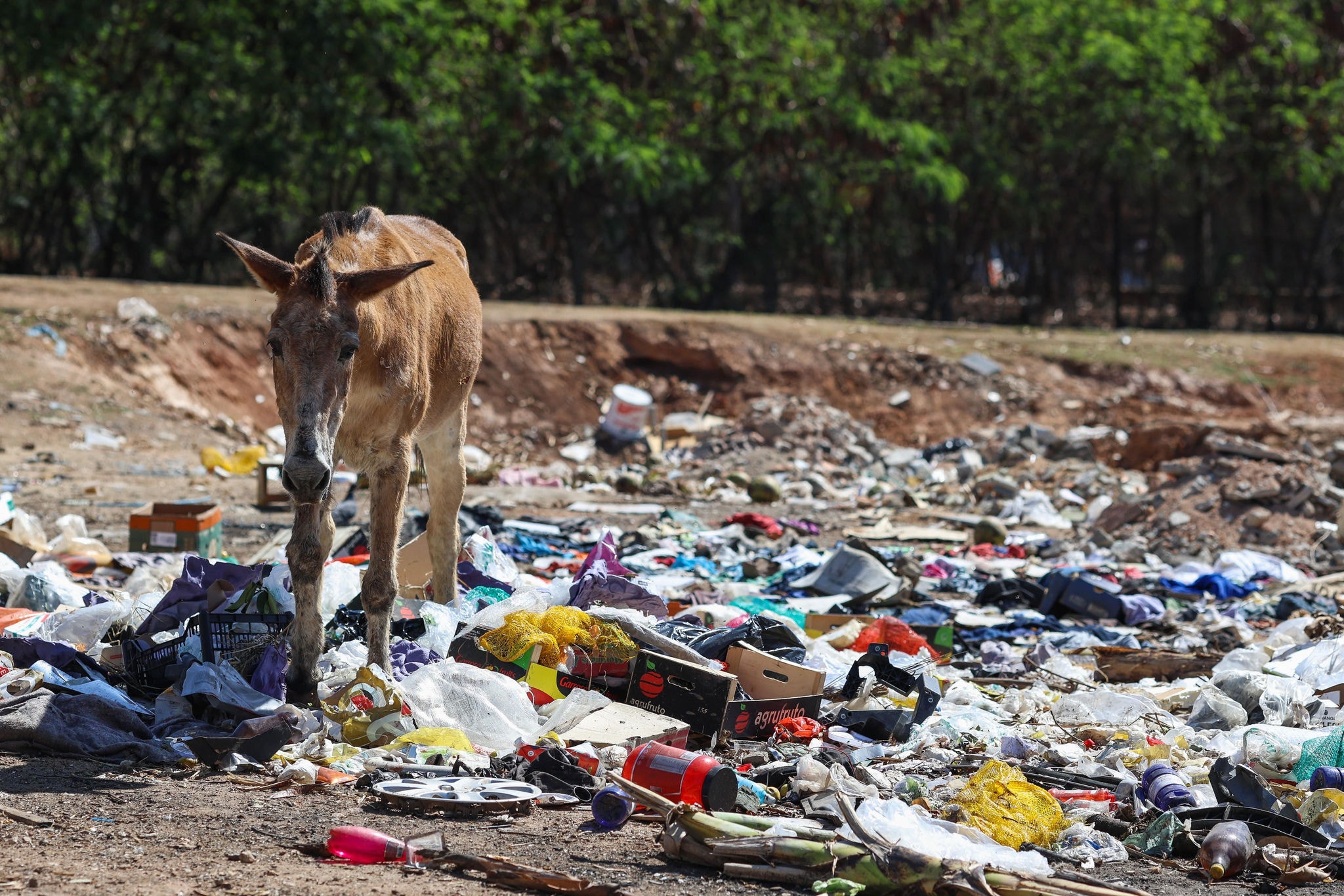 Animais convivem com lixos descatardos irregularmente às margens da avenida Tereza Cristina, em BH.