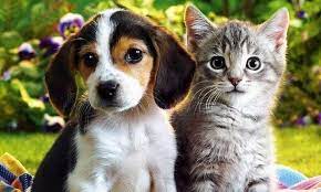 Cão e gato curiosos Signos revelam características de cada de pet
