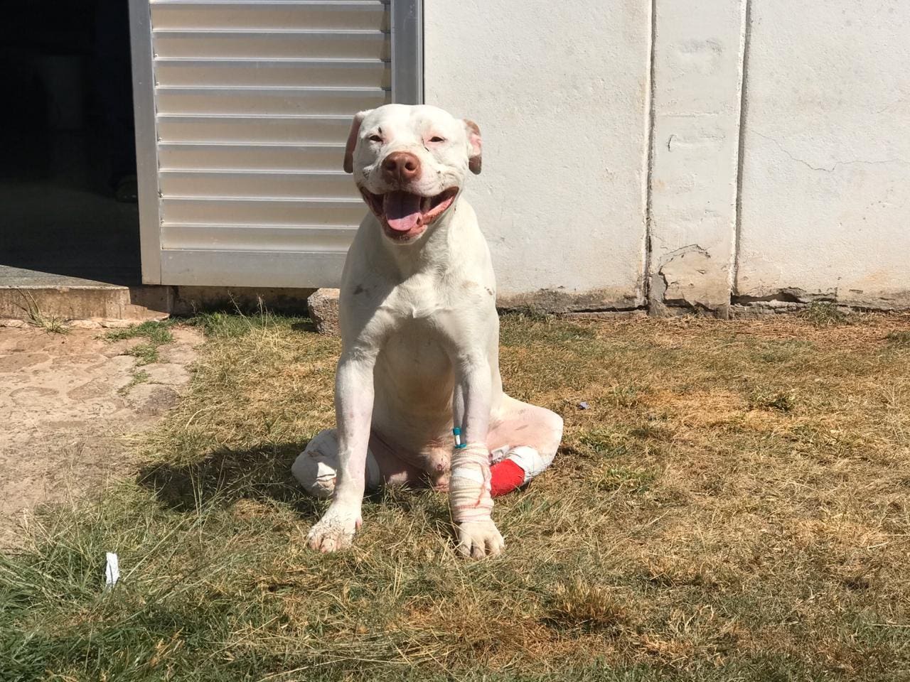 Sansão é alegria de todos no hospital onde foi internado, segundo a veterinária Ticiana Dornas