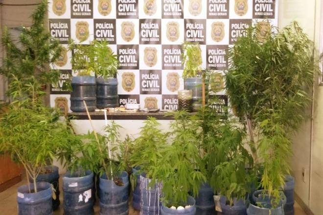 Pés de maconha