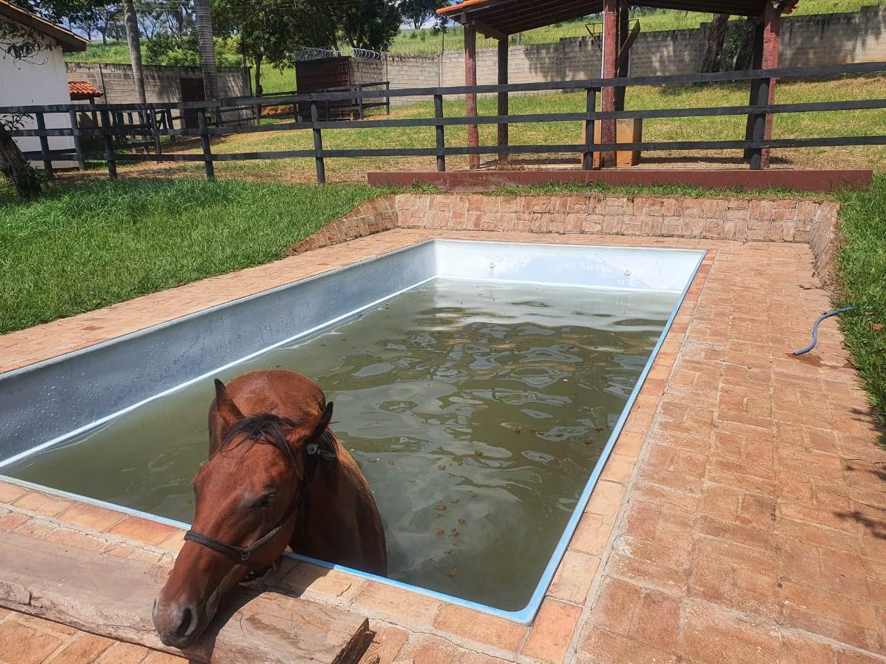Cavalo ficou dentro da piscina
