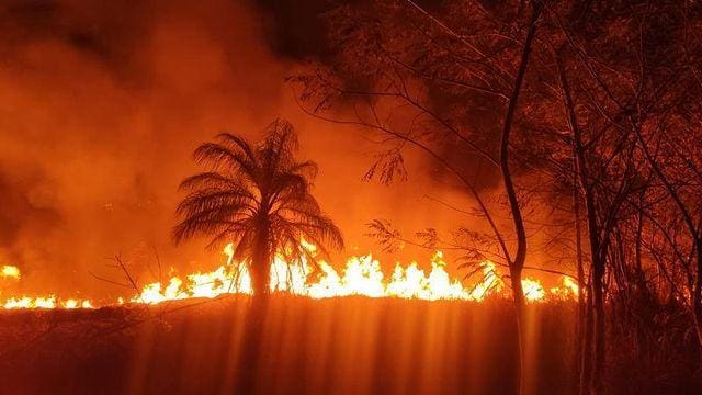 Incêndio Parque Mata do Limoeiro
