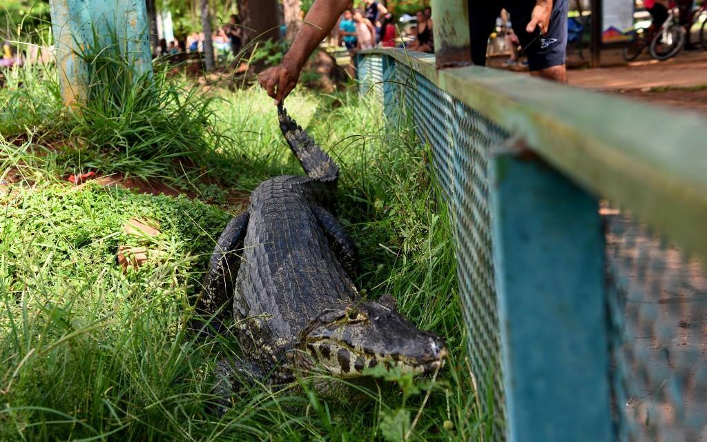 Jacarés invadem centro comercial no Paraguai após lagoa transbordar