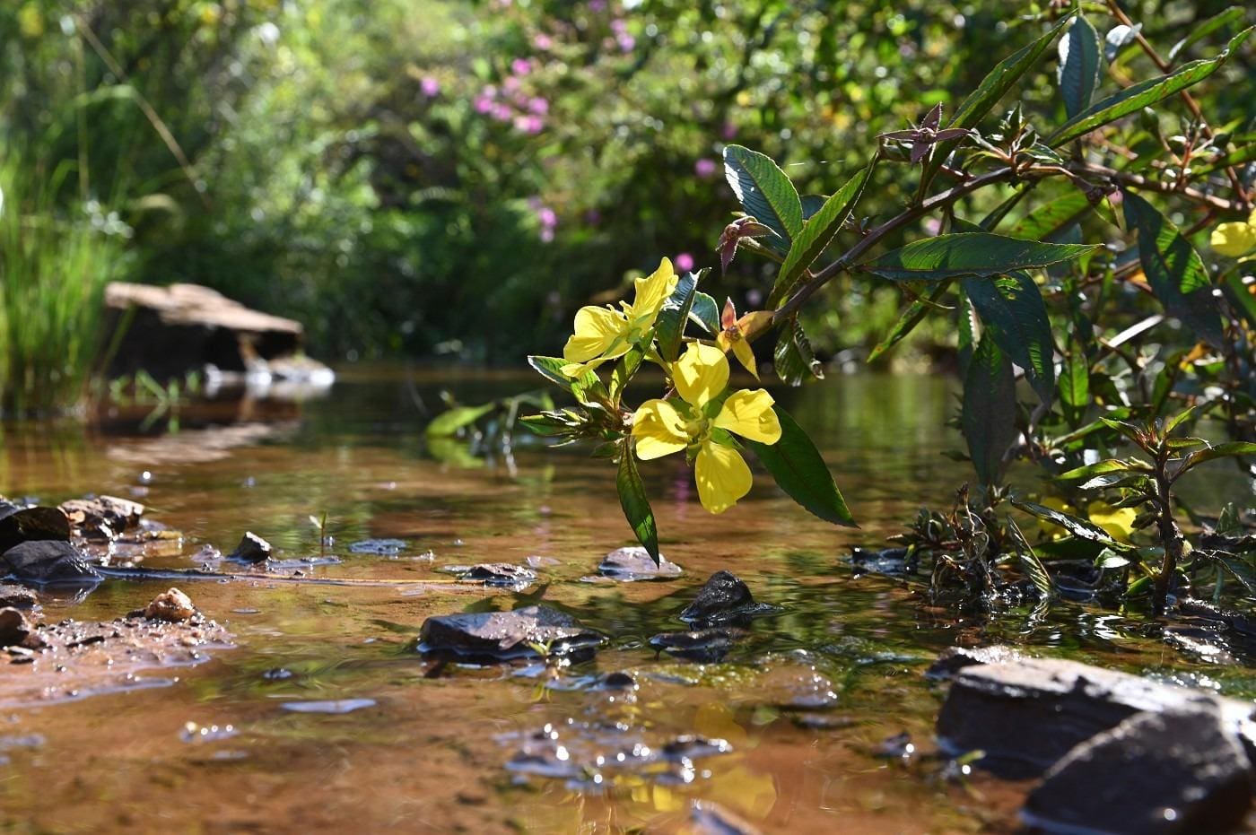 Parque dos Fechos-Nova Lima-Divulgaçãojpeg Parque dos Fechos, em Nova Lima, é ameaçado pelo lançamento de esgoto em suas águas