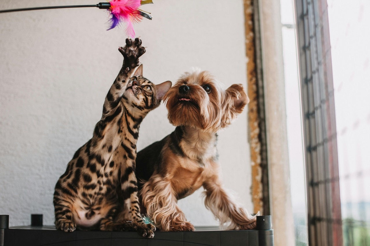 Cães e gatos vira-latas são os mais comuns nos lares brasileiros; entre os cachorros, em seguida vêm as raças pequenas