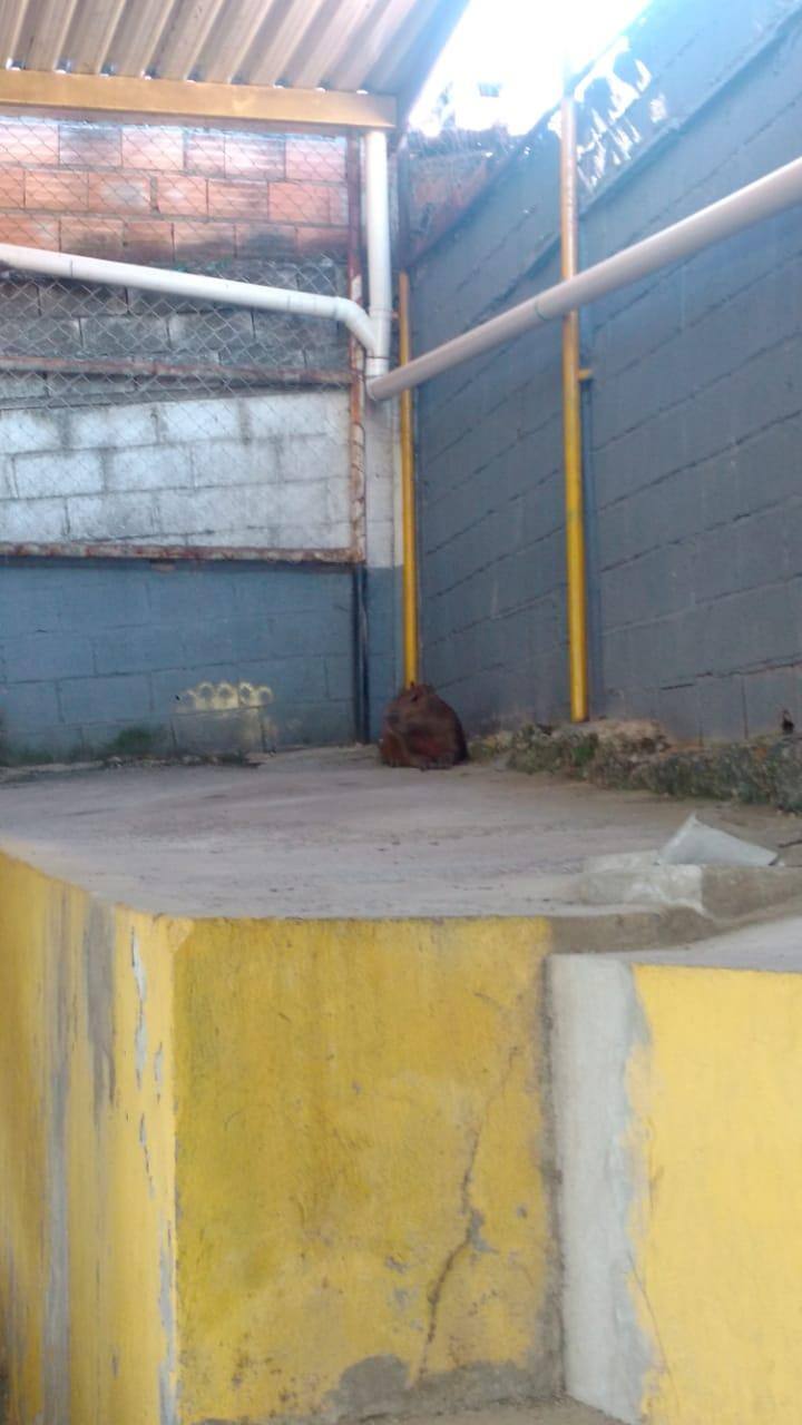 Capivara