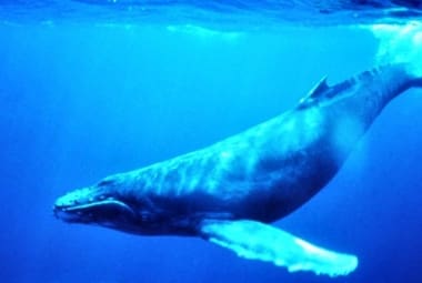 baleia azul