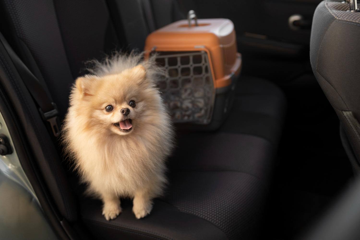 Pets devem ser acomodados dentro de caixa transportadora durante as viagens