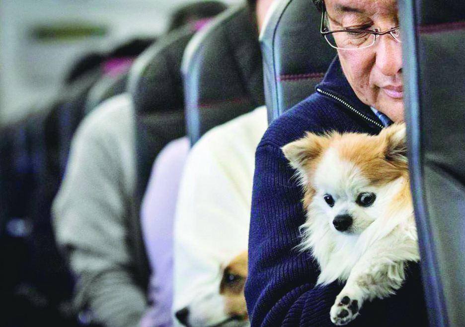 É preciso que o passageiro apresente um atestado médico recomendando a companhia do animal para que ele possa viajar fora da caixa exigida