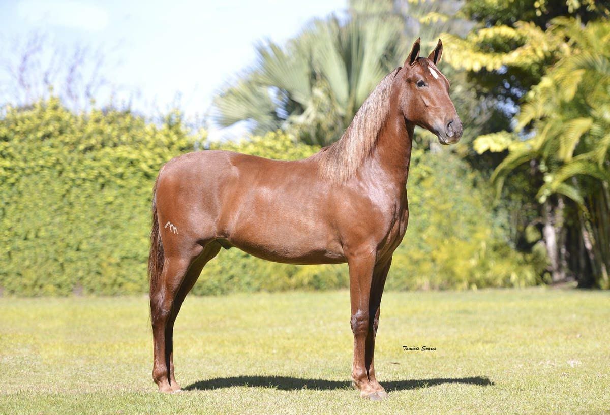 Elfar