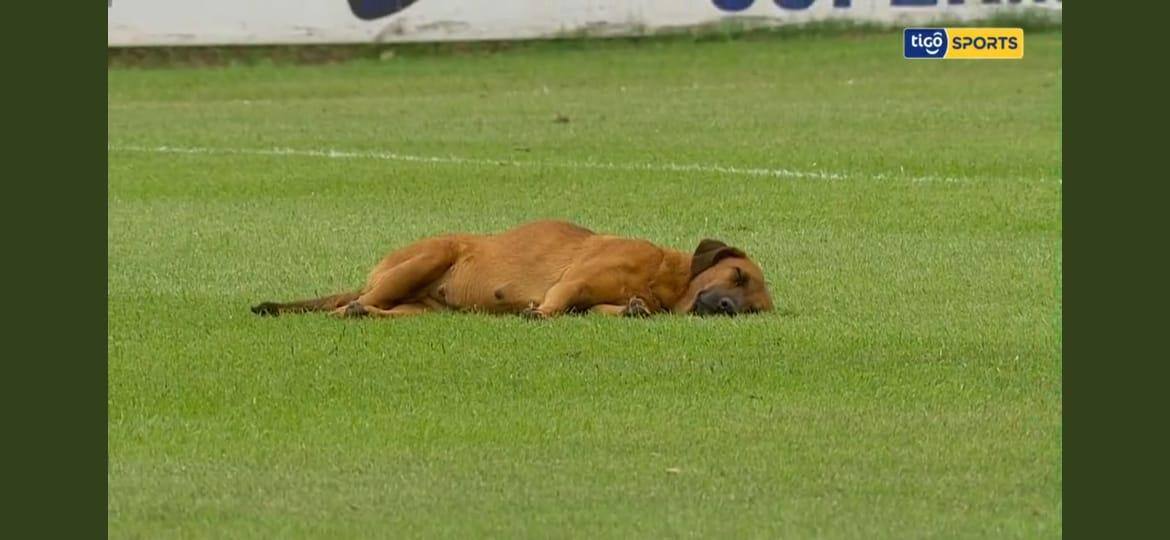 Cachorro resolveu tirar um 'cochilo' durante o jogo entre Sol de América e Guarani, pelo Campeonato Paraguaio