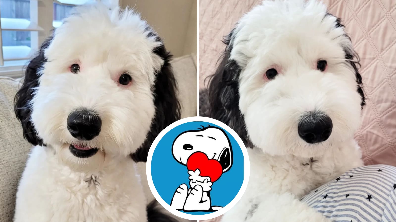 Cachorro é a 'cara' do Snoppy