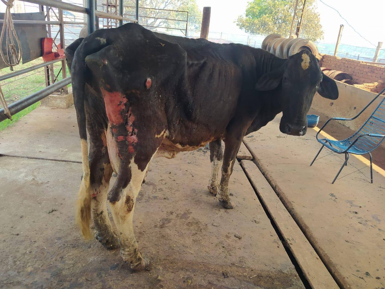 Vaca queimada