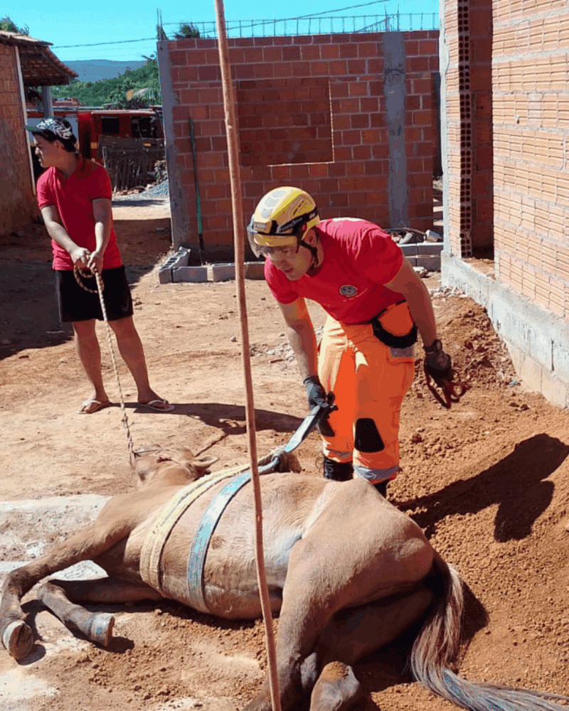 Bombeiros resgatam cavalo que caiu em fossa em Janaúba