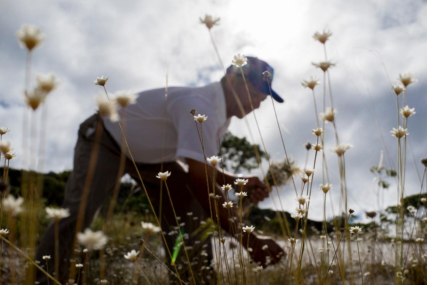 Colheita de sempre-vivas são declaradas patrimônio agrícola mundial