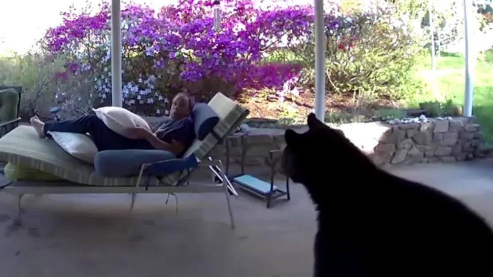 Urso invade casa