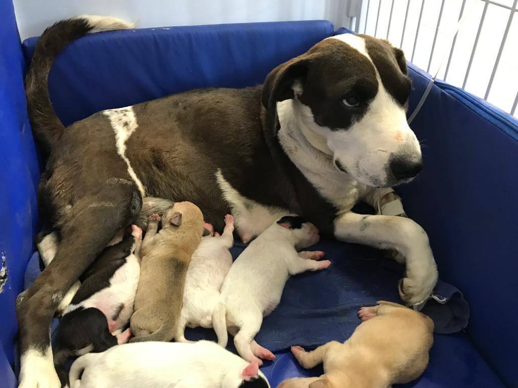 Belo Horizonte terá adoção de cachorros no Dia Internacional do Vira-Lata
