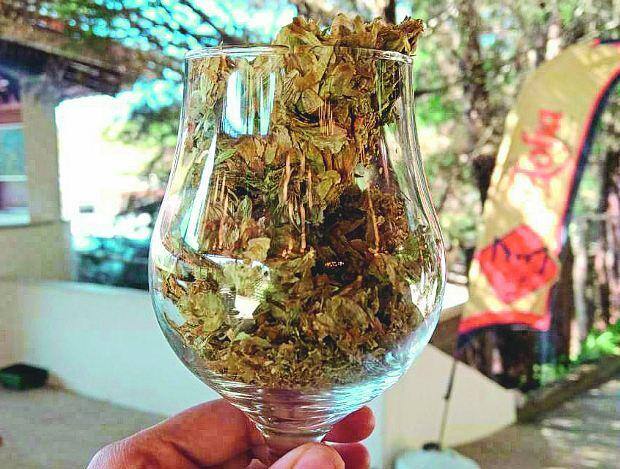 O lúpulo é o ingrediente responsável por conservar e conferir amargor e aroma à cerveja