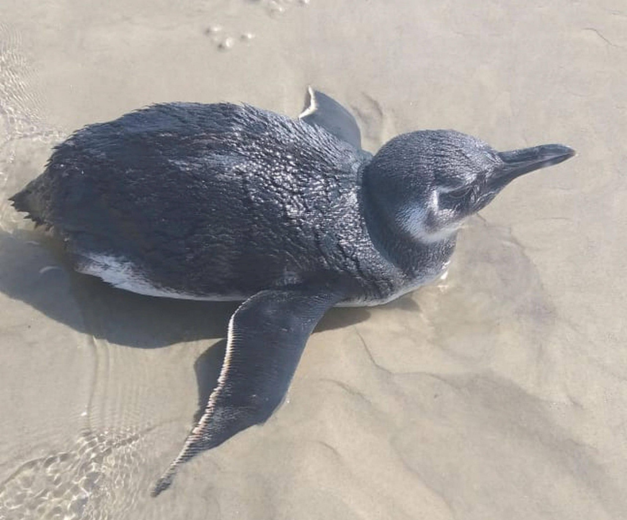 Pinguim-de-magalhães em praia de SP