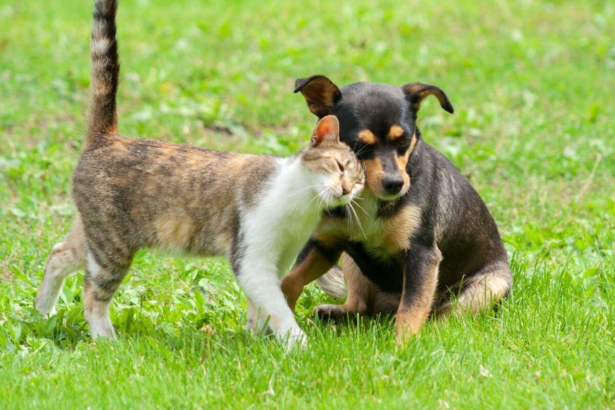 A partir de agora, é crime ambiental fazer tatuagens e colocar piercings em cachorros e gatos
