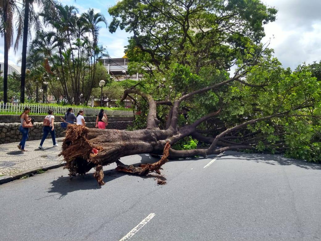 Árvore cai nas proximidades da rodoviária e interdita trânsito