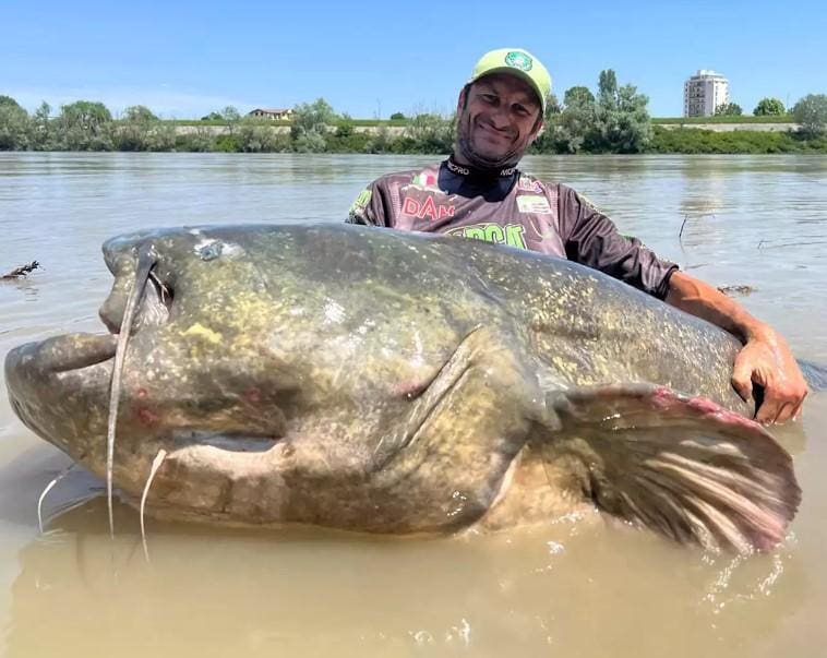 O pescador italiano mostra o maior bagre do mundo, recém pescado por ele no Rio Pó, na Itália